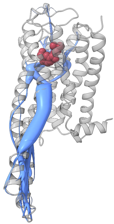 MDPath analysis of a GPCR: ligand bound in the orthosteric pocket, allosteric communication path traced through the helical bundle to the cytoplasmic side.